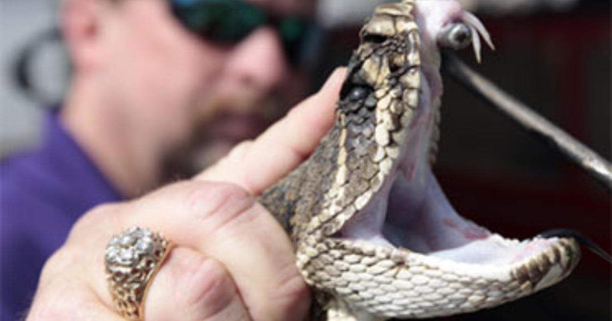 Scaly Reptile Porn - Environmentalists Tackle the Rattlesnake Rodeo - CBS News
