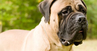 english mastiff cold weather