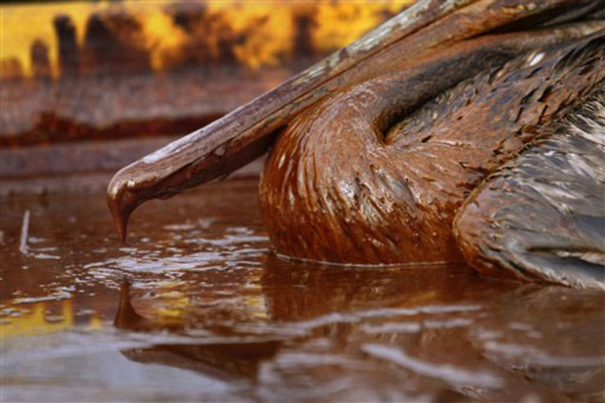 Oil Spill 100 Days 100 Photos Cbs News