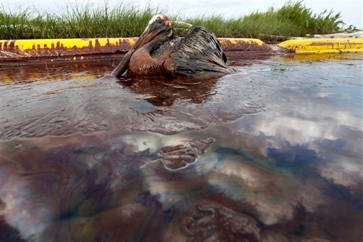 Oil Spill 100 Days, 100 Photos CBS News