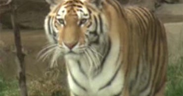 cologne that attracts cats