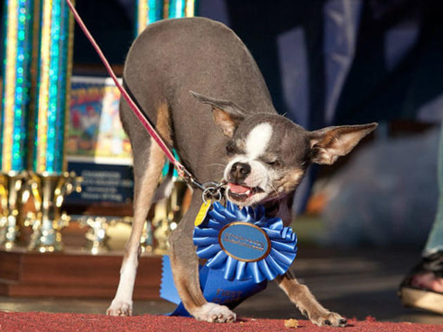 Ugliest Dog Crowned Cbs News