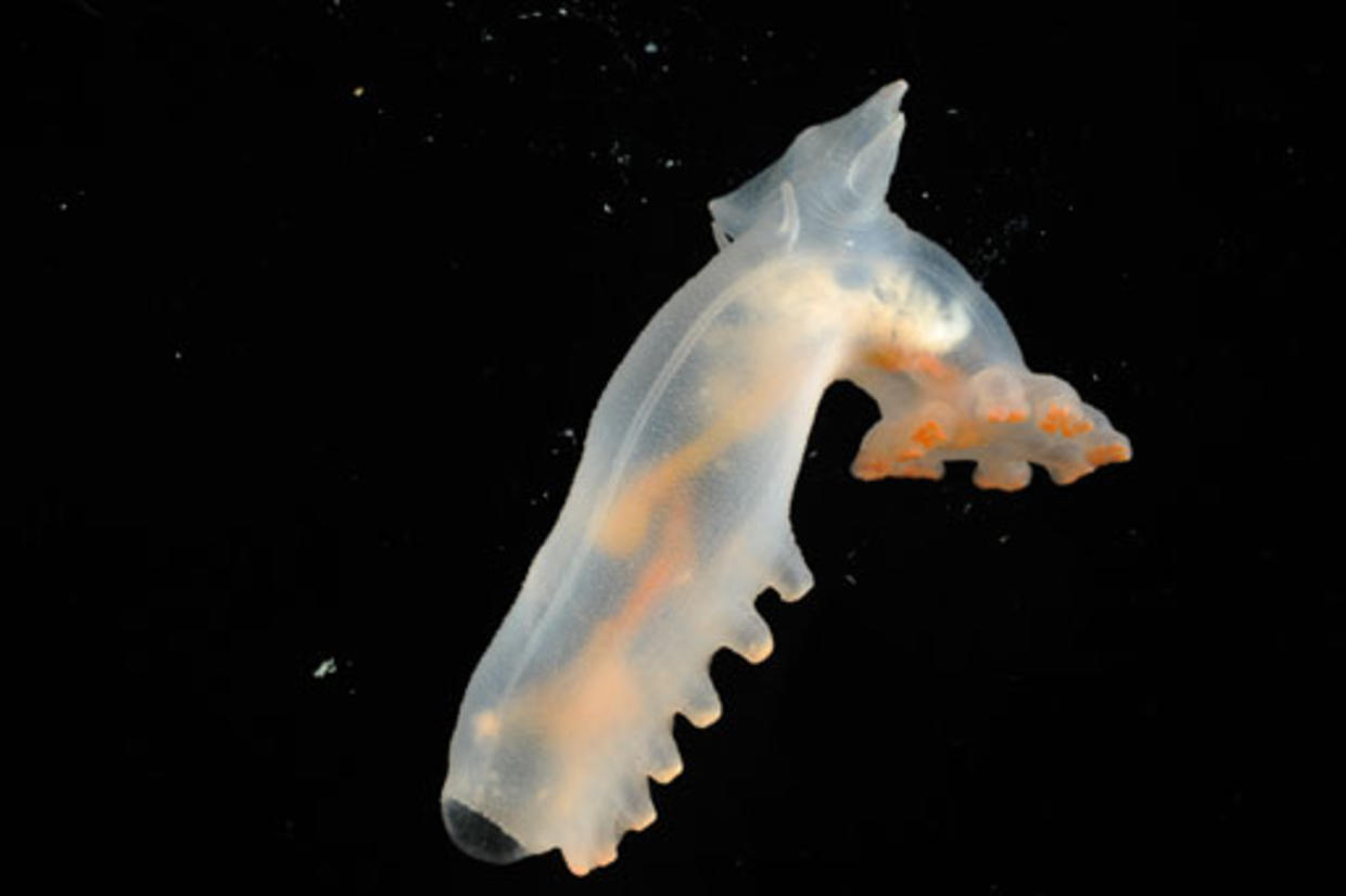 New Sea Creatures Discovered CBS News