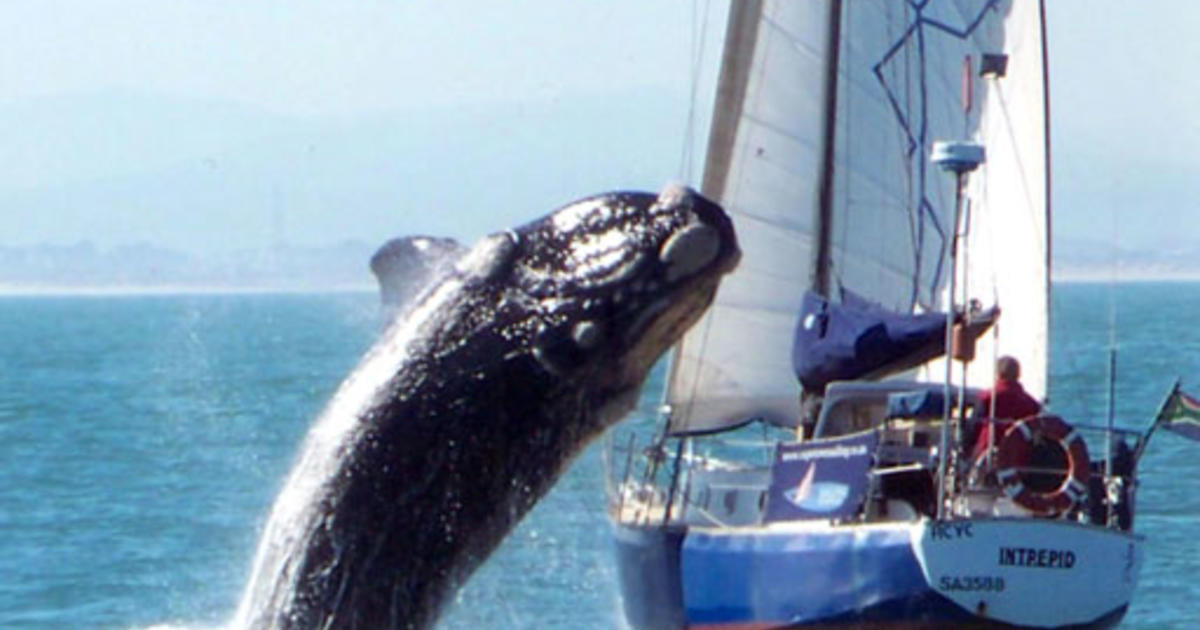 whale lands on yacht