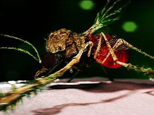 SANDFLY.jpg