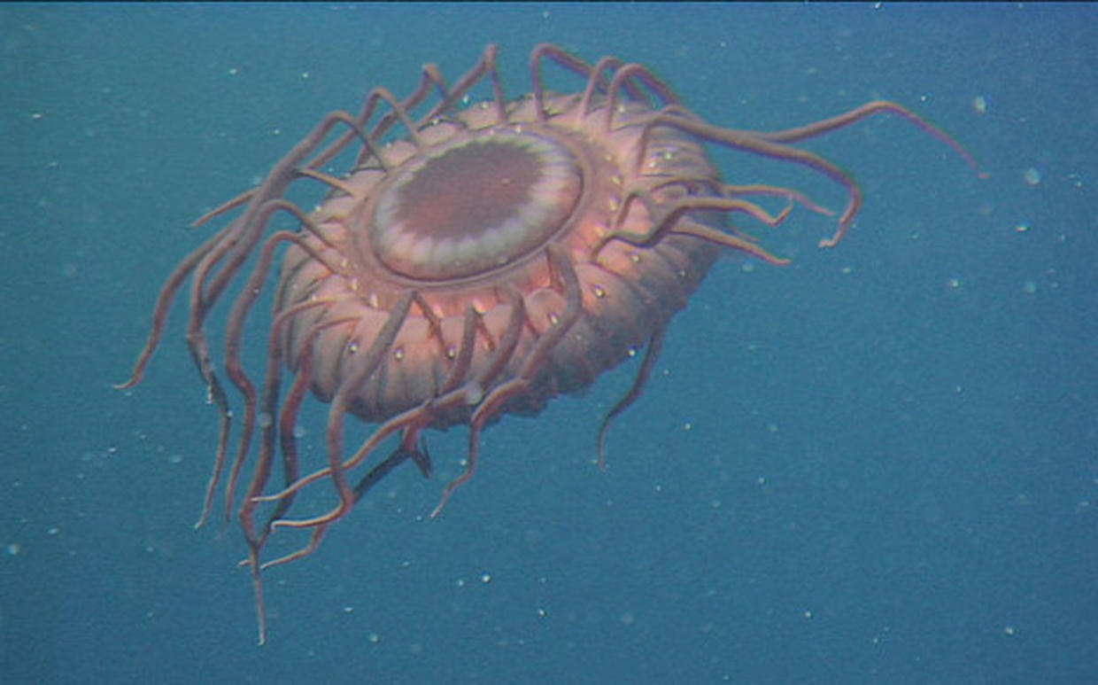 cute real life deep sea creatures