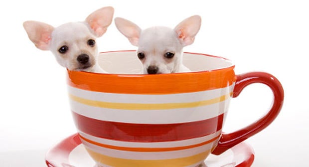 Cute dogs in coffee cup.