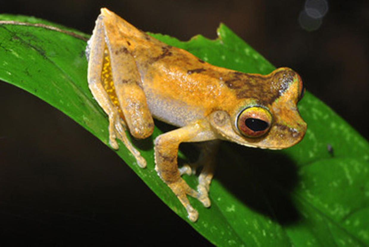 New Animal, Plant Life Discovered on Papua New Guinea