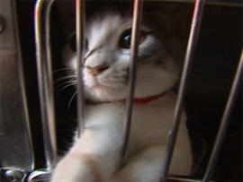 Women Had 77 Cats Living In 2 Cars