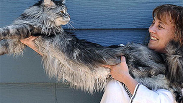 Nevada Feline Crowned World's Longest Cat - CBS News