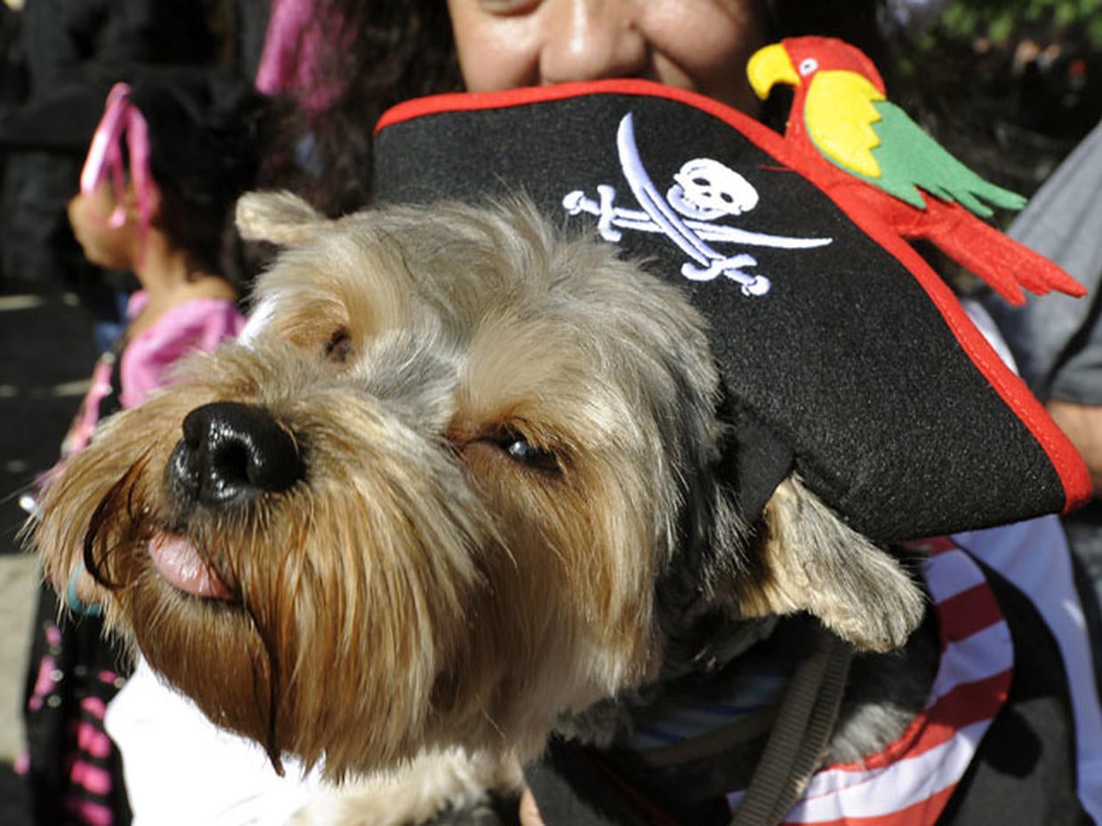 Halloween Dog Parade Photo 15 Pictures CBS News