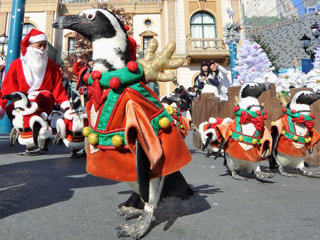Penguins on Parade CBS News