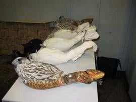 Rare Falcons Confiscated at Moscow Airport