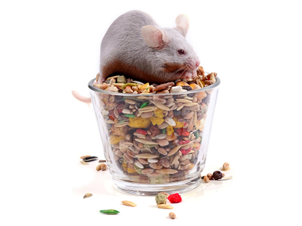 Farts in a Jar 15 Most Bizarre Medical Treatments Ever CBS News