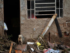 A dog stands at the entrance of a damaged house after a landslide in Teresopolis, Brazil.