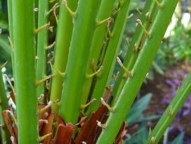 saw palmetto, herb, stock, 4x3