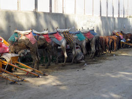 camels in Egypt,