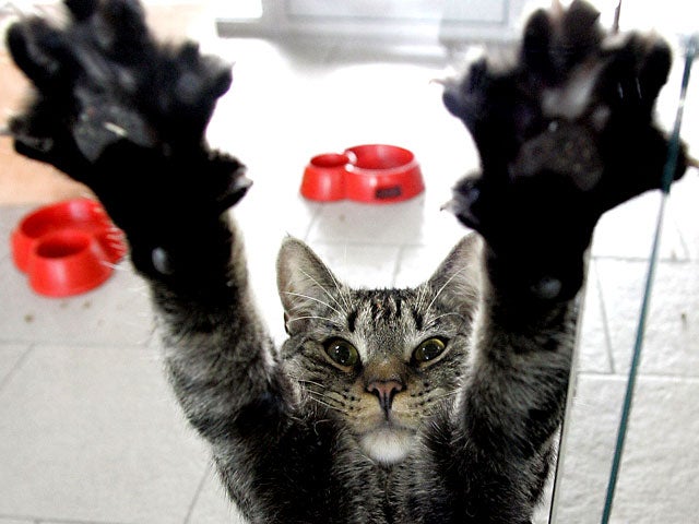 рыжий котёнок. кот дергает лапой. кот тянет лапу. кот с поднятой лапой. кот тянет лапу.