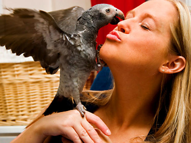 parrot_iStock_000003238603XSmall.jpg 