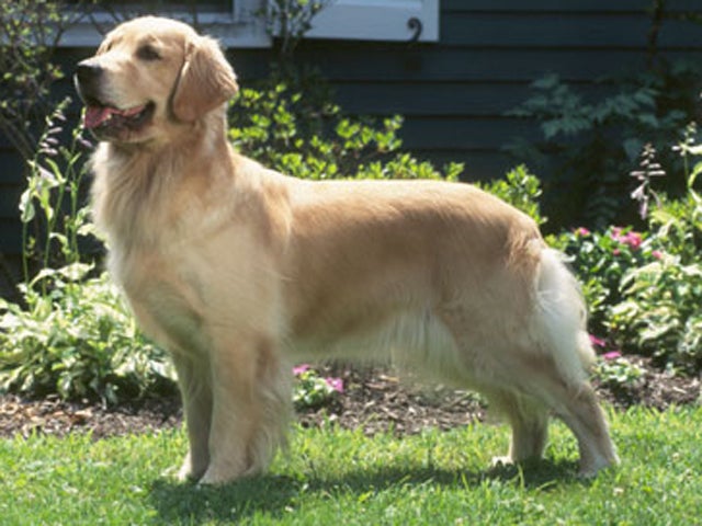 Familyfriendly pets CBS News