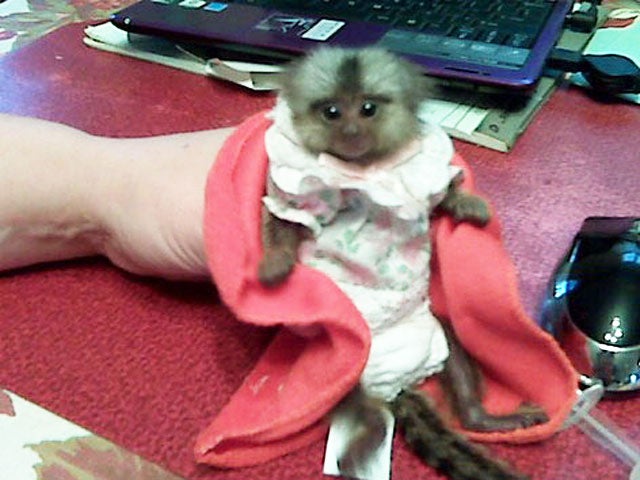 Monkey in Bra Woman appears in Va. court with baby monkey cleaving to