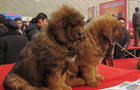 SHIJIAZHUANG, CHINA - FEBRUARY 16:(CHINA OUT) Tibetan mastiffs are seen during the 'China Northern 2011 Tibetan Mastiff Exposition' at Yutong International Sports Centre on February 16, 2011 in Shijiazhuang, Hebei province of China. The Tibetan Mastiff, a 