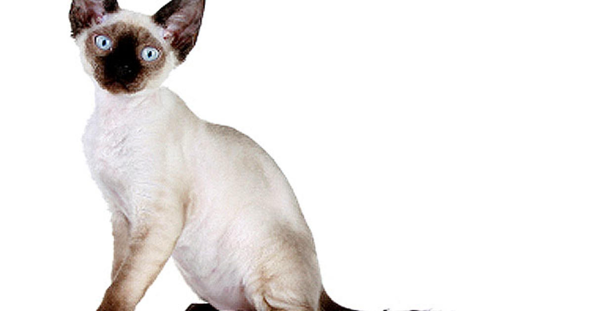 Devon Rex Cat Got Allergies 15 Hypoallergenic Dogs And Cats Cbs News