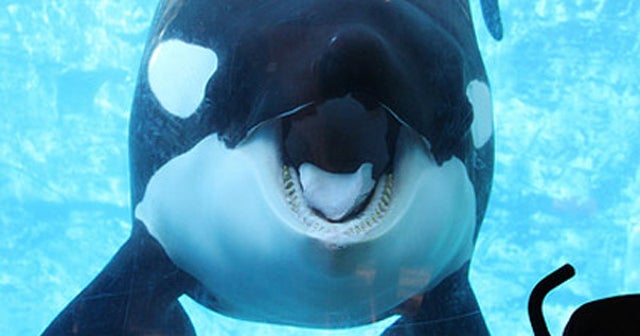 Trainer Tilikum Past Darker Than Seaworld Said Cbs News