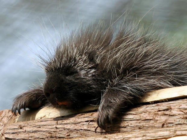 Porcupines: Pennsylvania's public enemy no. 1