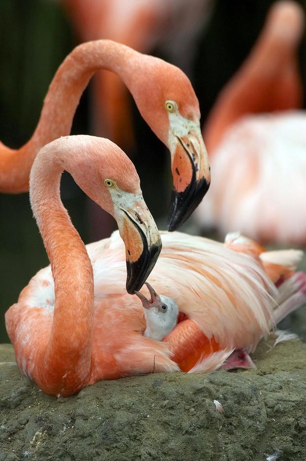 Flamingo Mother 