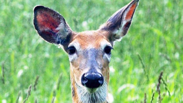Pa. Super Bowl poachers face fines, suspensions