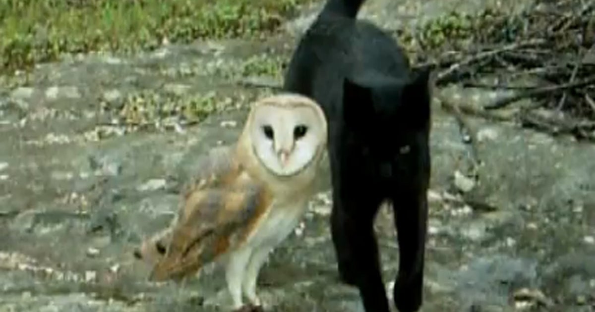 Adorable: Black cat and barn owl playing together - CBS News