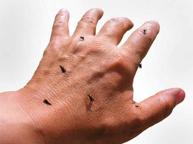 mosquitoes, hand, bugs, skin, stock, 4x3 