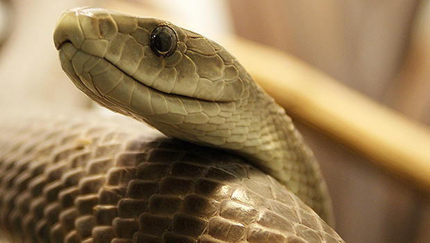 Did bite from black mamba kill New York woman? - CBS News