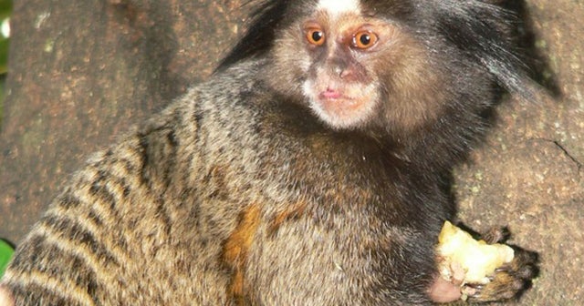 Noise found to make monkeys lose appetite CBS News