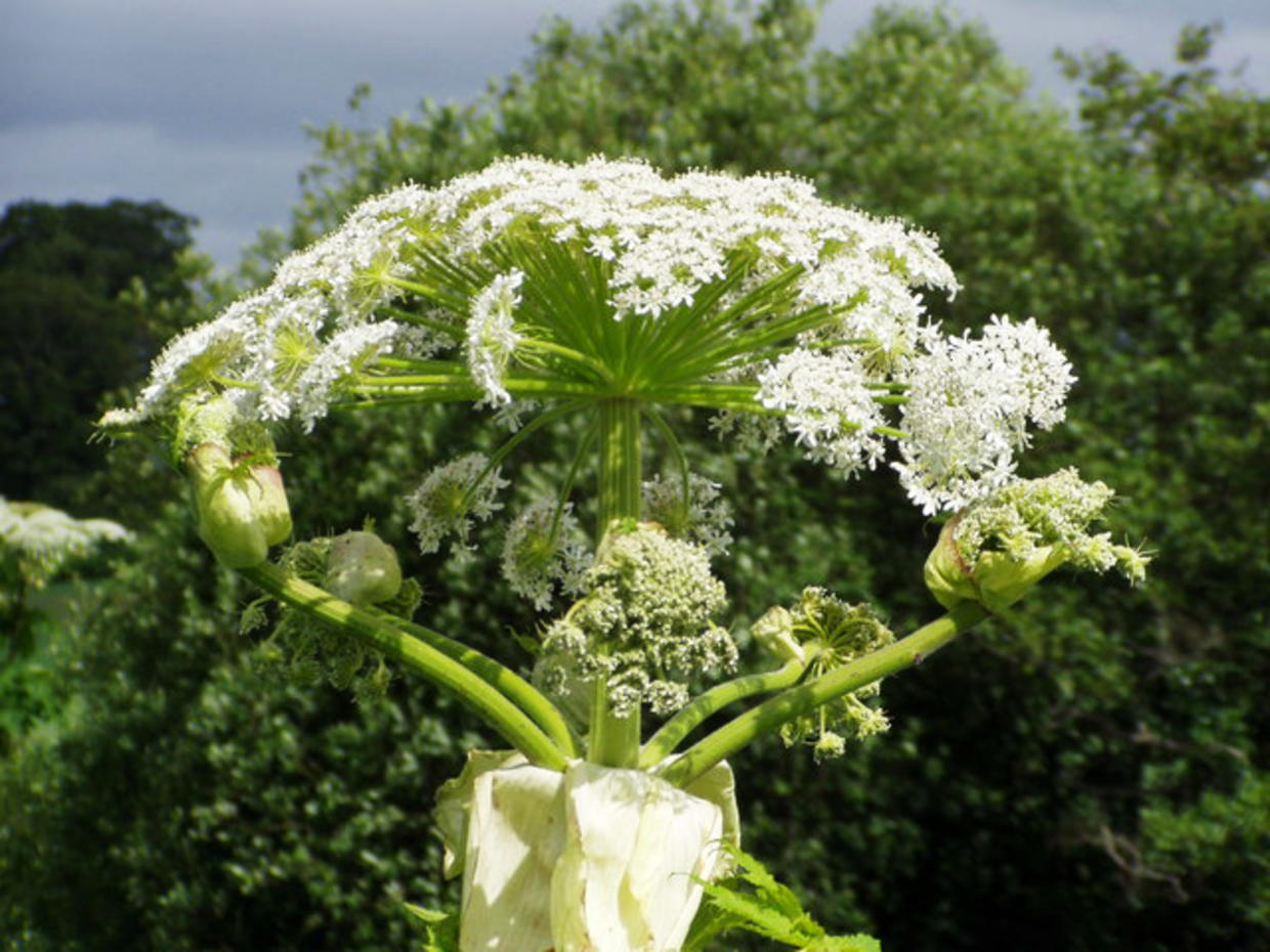 giant-hogweed-8-facts-you-must-know-about-the-toxic-plant