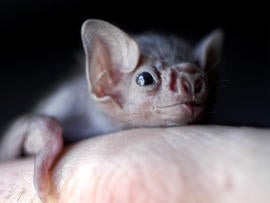 White-winged vampire bat pup