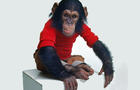 chimpsky2.jpg 