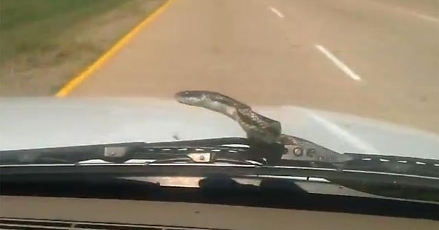 Snake on a car is real and terrifying CBS News