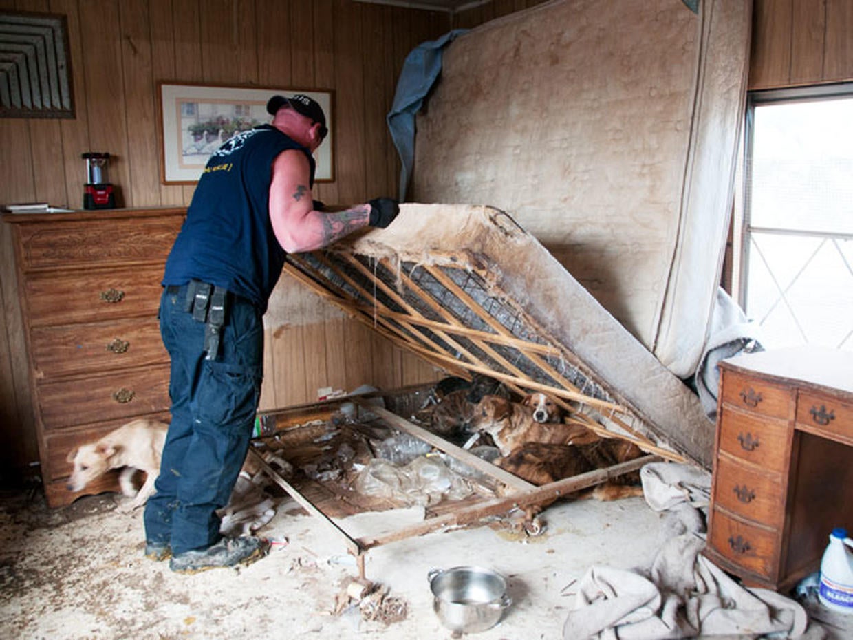 Pet hoarding horrors 27 photos spotlight cruel disorder Photo 21