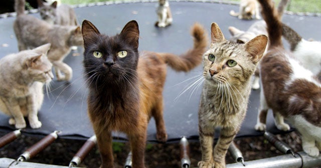 Pet hoarding horrors 27 photos spotlight cruel disorder Photo 1 CBS News