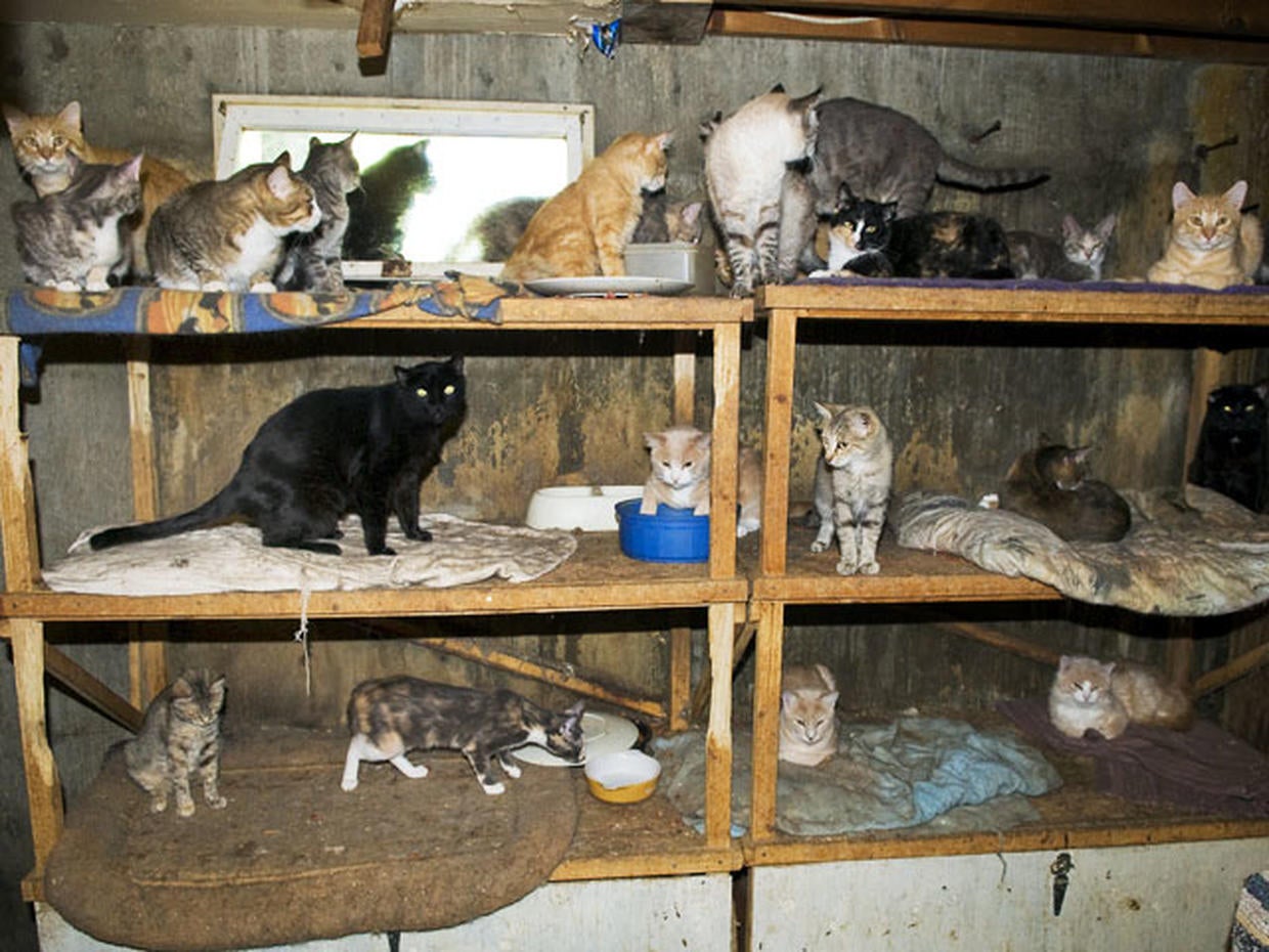 Pet hoarding horrors 27 photos spotlight cruel disorder Photo 1 CBS News
