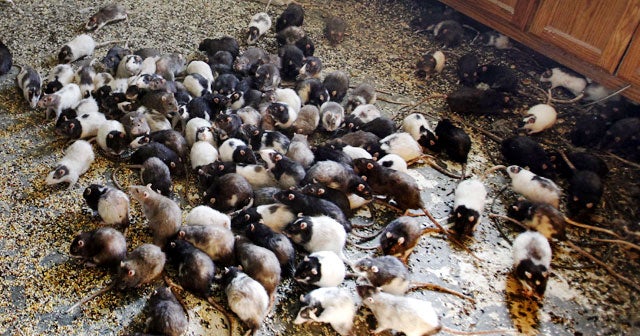 Pet Hoarding Horrors 27 Photos Spotlight Cruel Disorder Cbs News