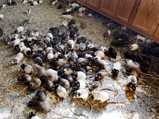 Pet Hoarding Horrors 27 Photos Spotlight Cruel Disorder Cbs News