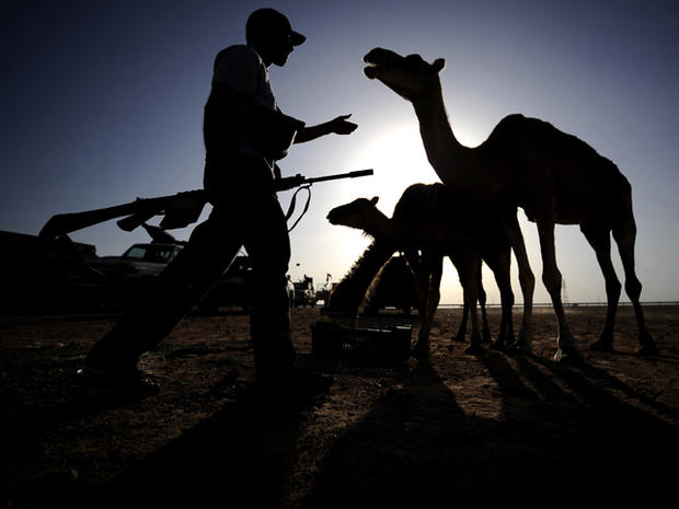 A Libyan rebel walks toward a camel at an advanced position near Al-Sadaadi on the road between Misrata and Sirte Aug. 31, 2011. 
