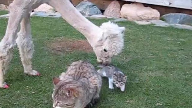 Even alpacas think kittens are cute - CBS News