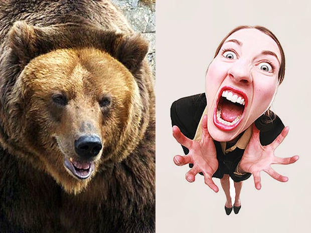 bear, woman, anger, stock