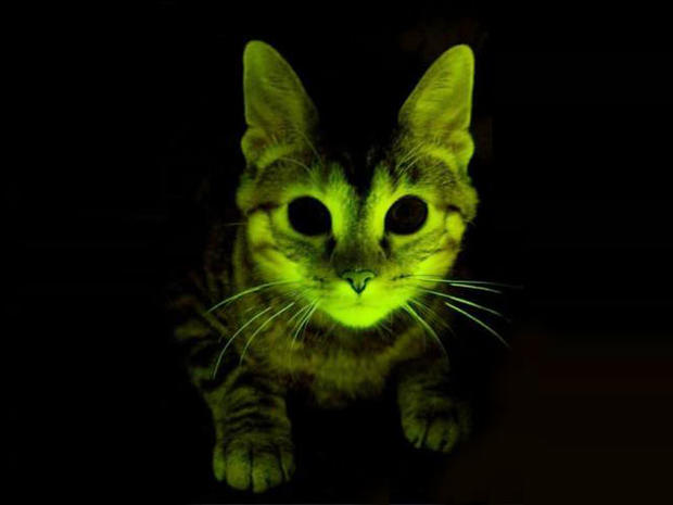 glow in the dark cat experiment