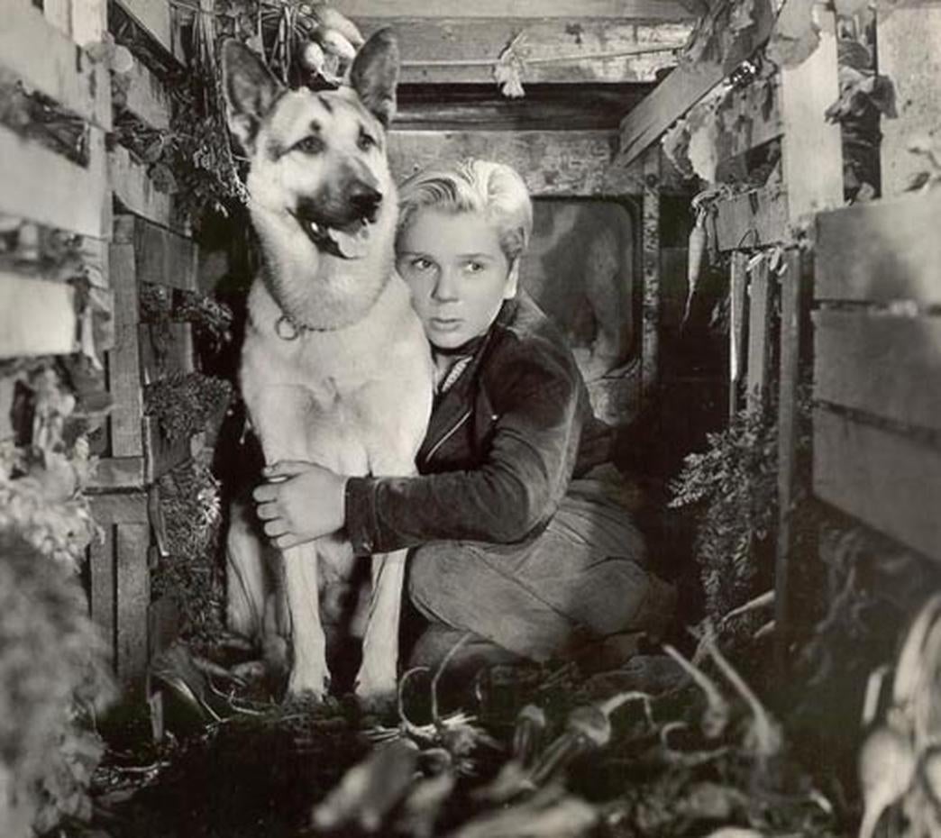 Rin Tin Tin Photo 8 CBS News