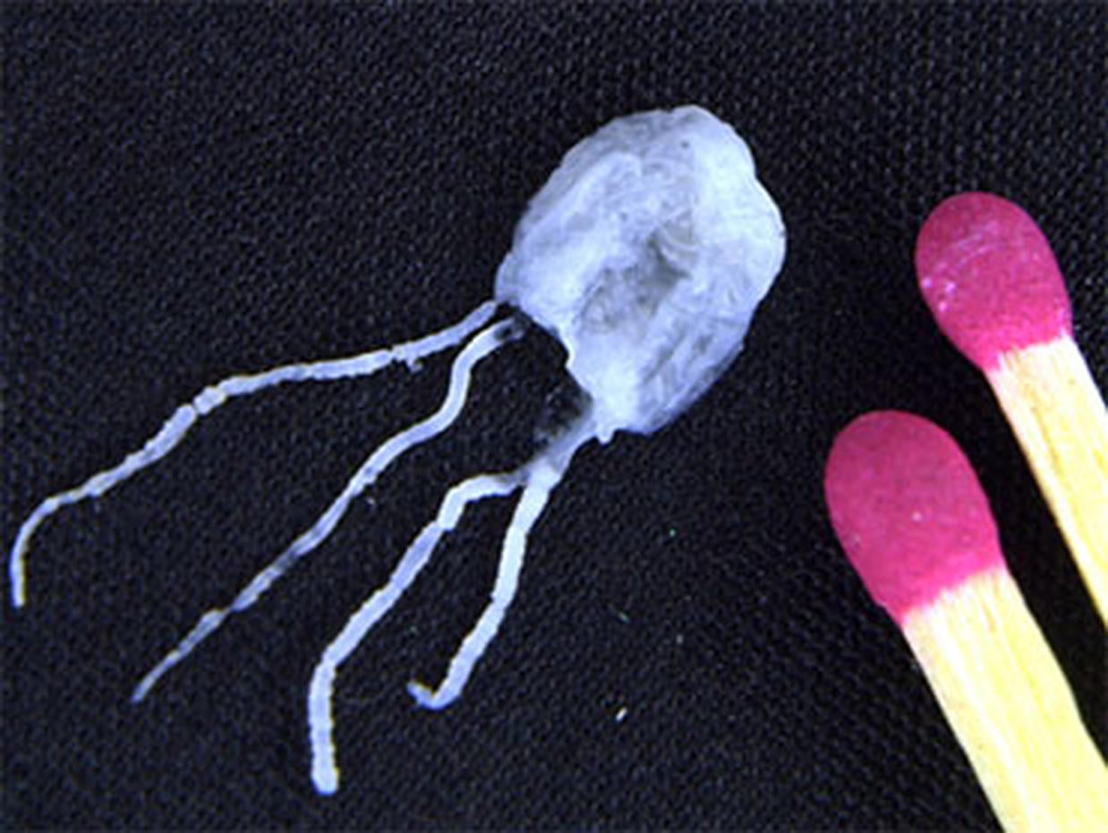 Sea Nettle jellyfish The jellyfish's sting Pain and then some